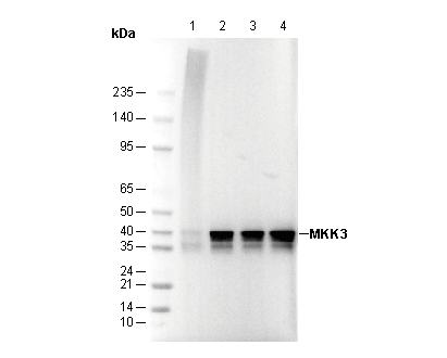 MKK3 Antibody