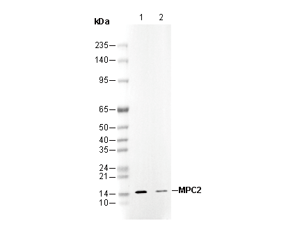 MPC2 Antibody