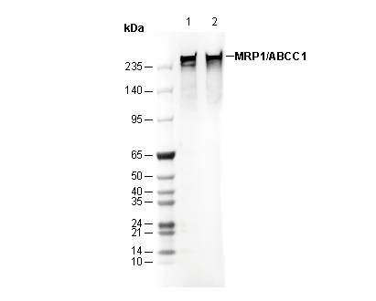 MRP1/ABCC1 Antibody