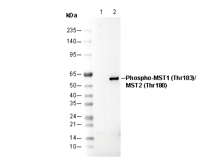 Phospho-MST1/2 (Thr183/180) Antibody