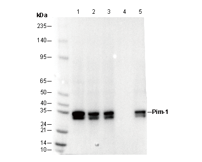 Pim-1 Antibody