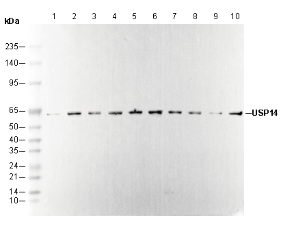 USP14 Antibody