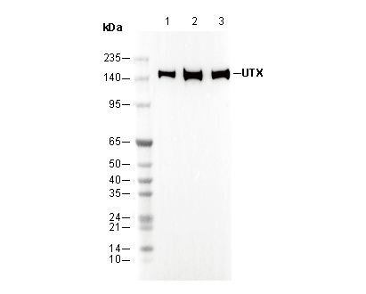 UTX Antibody