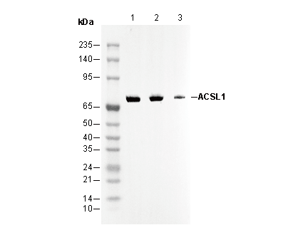 ACSL1 Antibody
