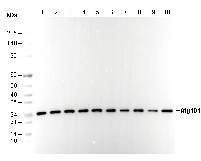 Atg101 Antibody