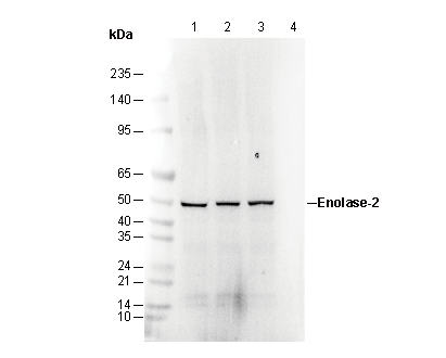 Enolase-2 Antibody