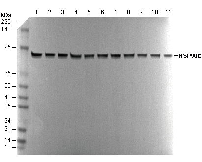 HSP90α Antibody