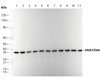 HtrA2/Omi Antibody