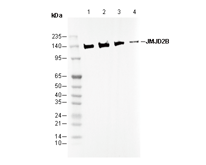 JMJD2B Antibody