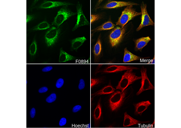LAMTOR4/C7orf59 Antibody