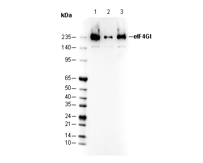 eIF4GI Antibody