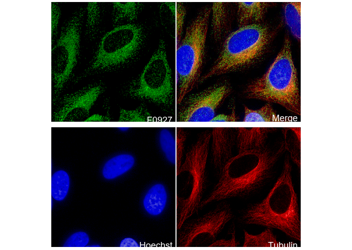 SERCA2 ATPase Antibody