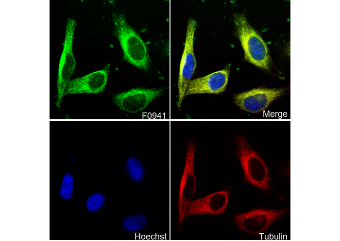 CaMKII-α Antibody