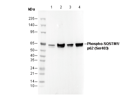 Phospho-SQSTM1/p62 (Ser403) Antibody