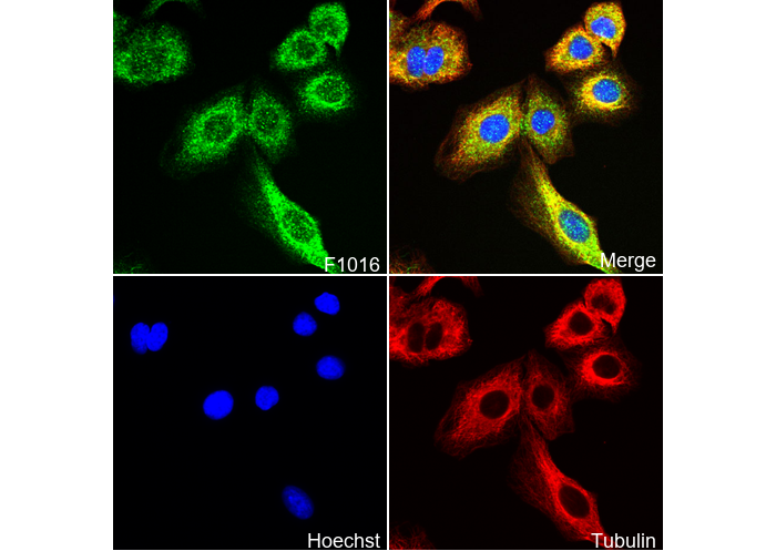 TGFBI Antibody