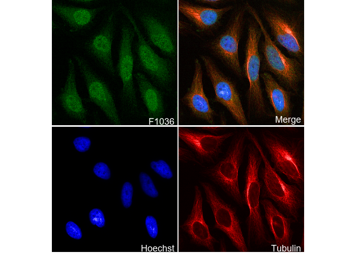 Dnmt3a Antibody