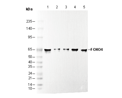 FOXO4/AFX Antibody