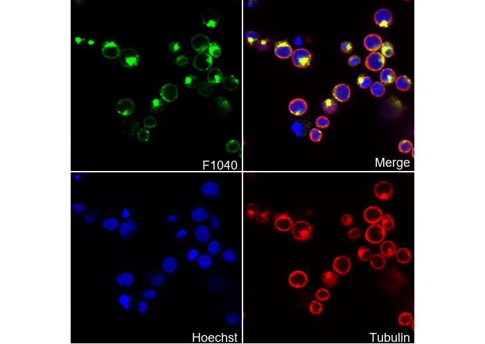 M6PR (cation independent) Antibody