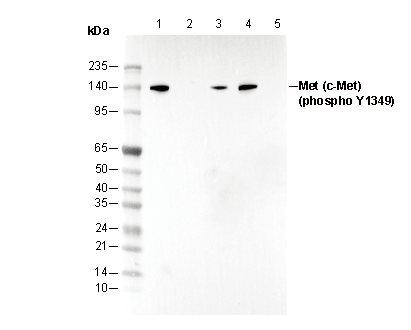 Phospho-Met/c-Met (Tyr1349) Antibody