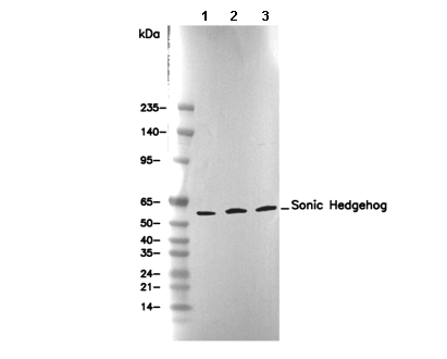Sonic Hedgehog Antibody