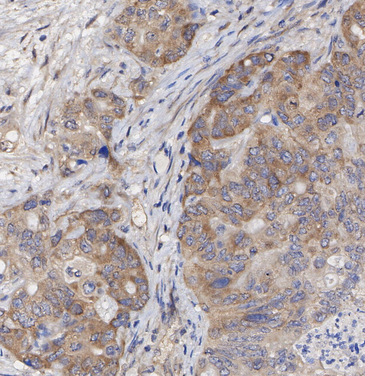 Wnt3a Antibody