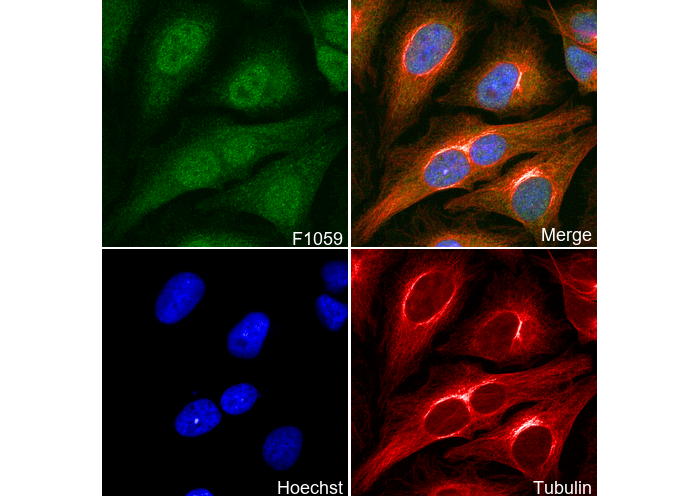 p73 Antibody