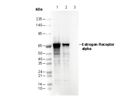 Estrogen Receptor α Antibody