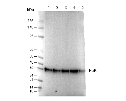 HuR/ELAV1 Antibody