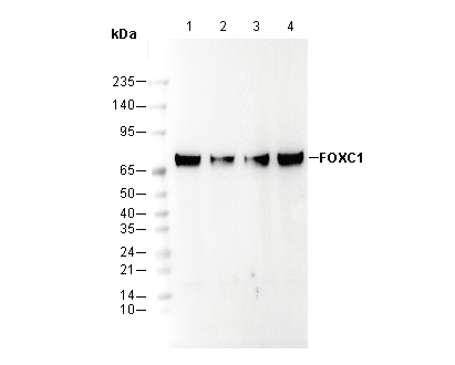 FOXC1 Antibody