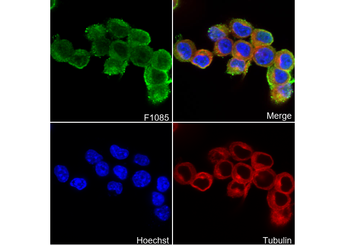 GAP43 Antibody