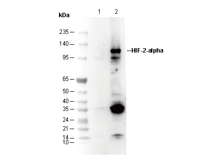 HIF-2α Antibody