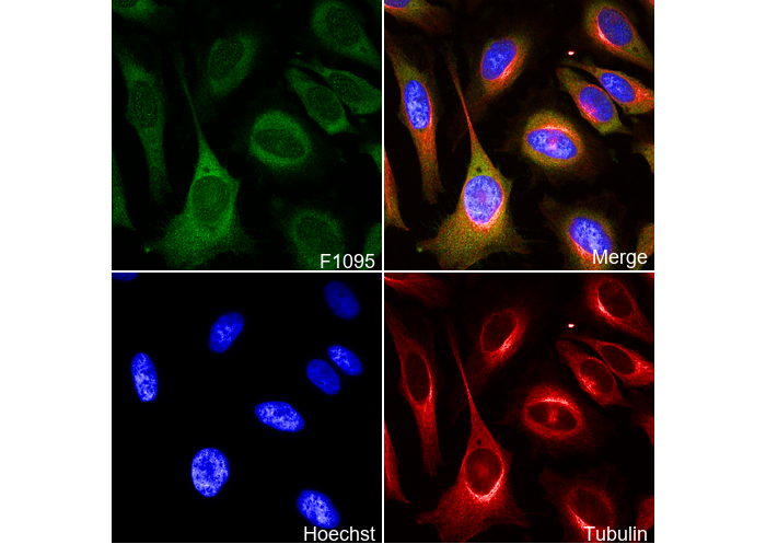 MEK1 Antibody