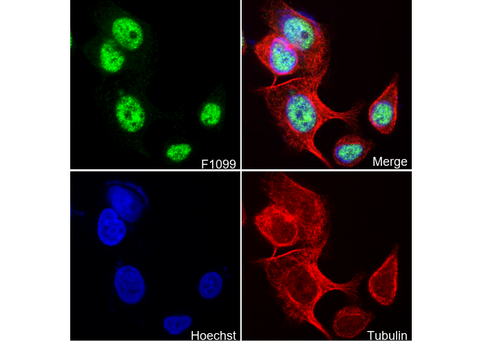 NRF1 Antibody
