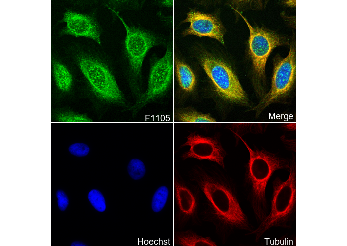 PSMD14 Antibody