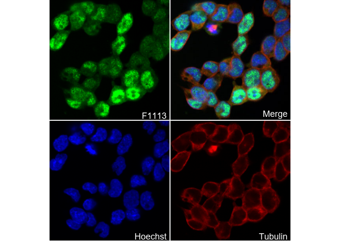 SOX9 Antibody