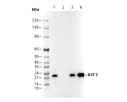 ATF3 Antibody