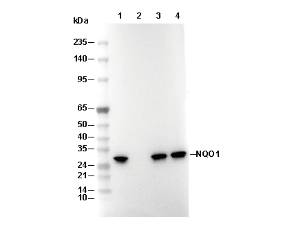 NQO1 Antibody