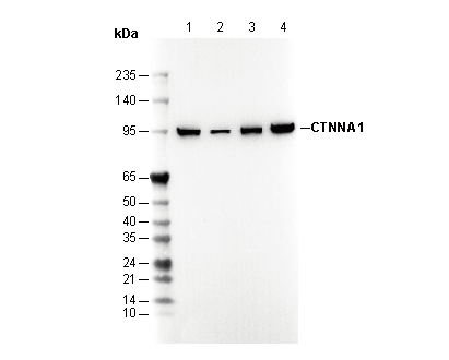 CTNNA1 Antibody