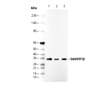 DARPP32 Antibody