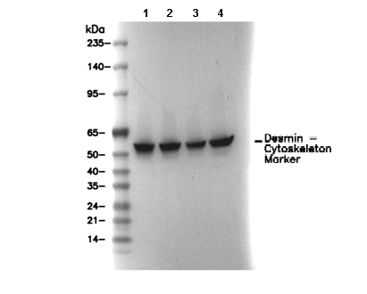 Desmin - Cytoskeleton Marker Antibody