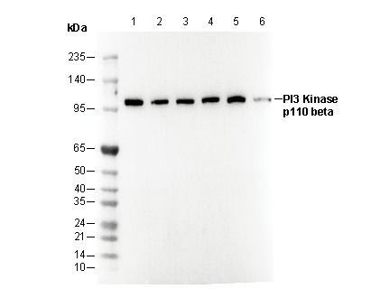 PI3 Kinase p110β Antibody