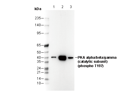 Phospho-PKA α/β/γ (catalytic subunit) (T197) Antibody