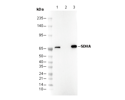SDHA Antibody