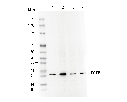 TCTP Antibody