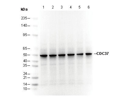 CDC37 Antibody