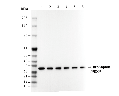 Chronophin/PDXP Antibody