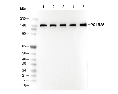 POLR3A Antibody