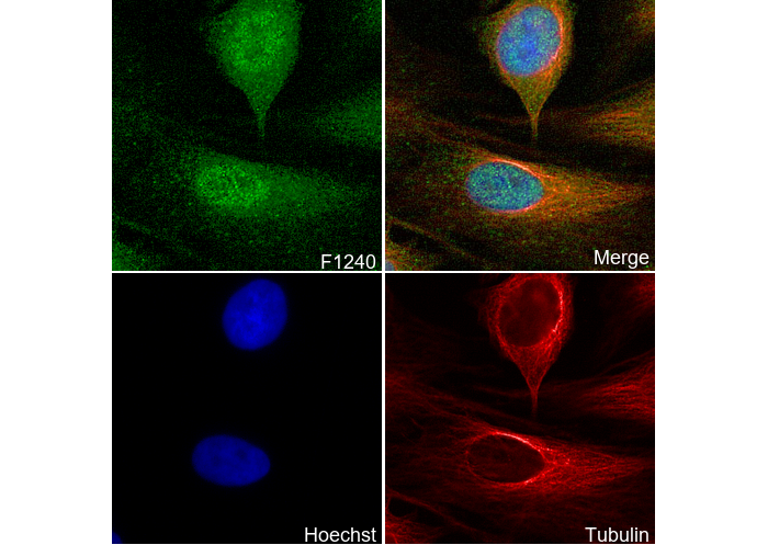 PP2C-α Antibody