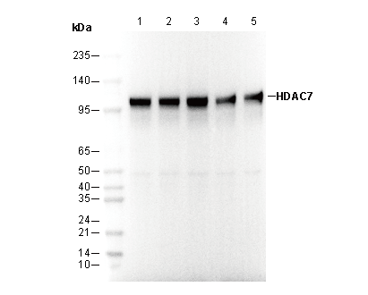 HDAC7 Antibody