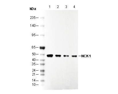 NCK1 Antibody